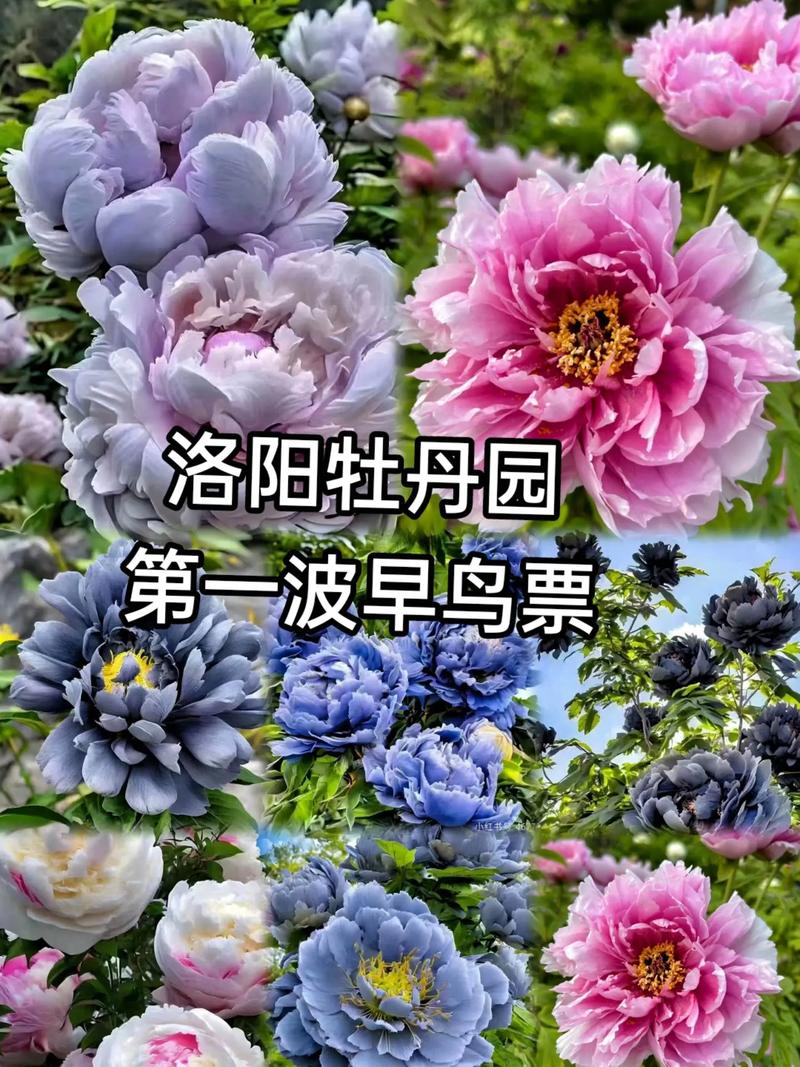 2013年洛阳牡丹花会限行吗?